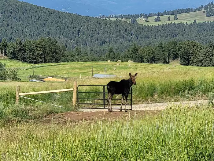 Montana ranch photo