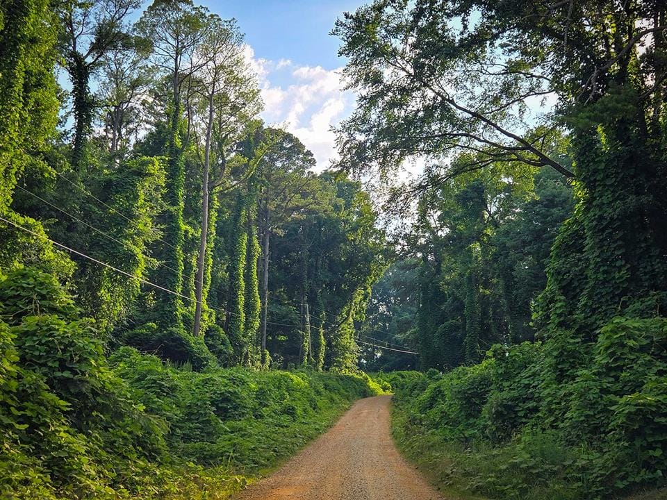 Driving through the kudzu tunnels of central Mississippi — slow, green, and full of life.