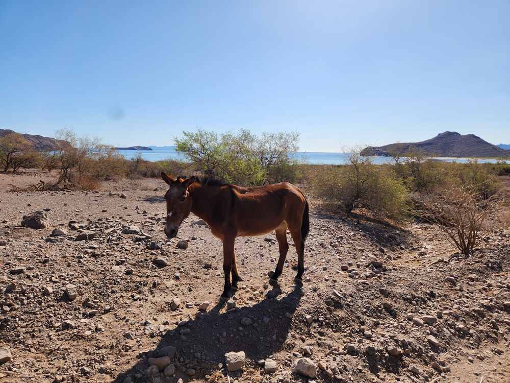 A mule standing on the rough road near Aqua Verde.