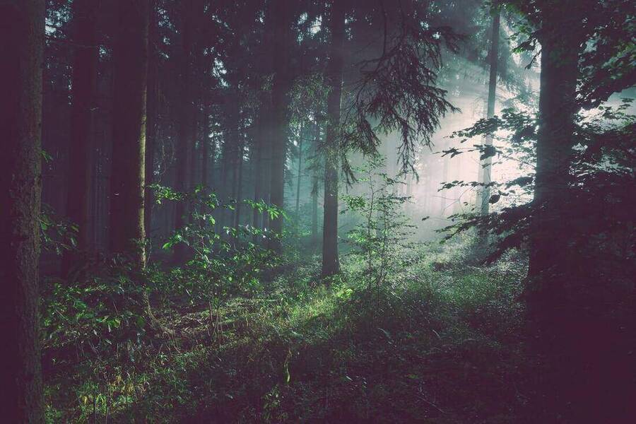 Misty Pacific Northwest old-growth forest with sunbeams filtering through tall conifers, the kind of dense canopy where cell and GMRS radio signals die first.