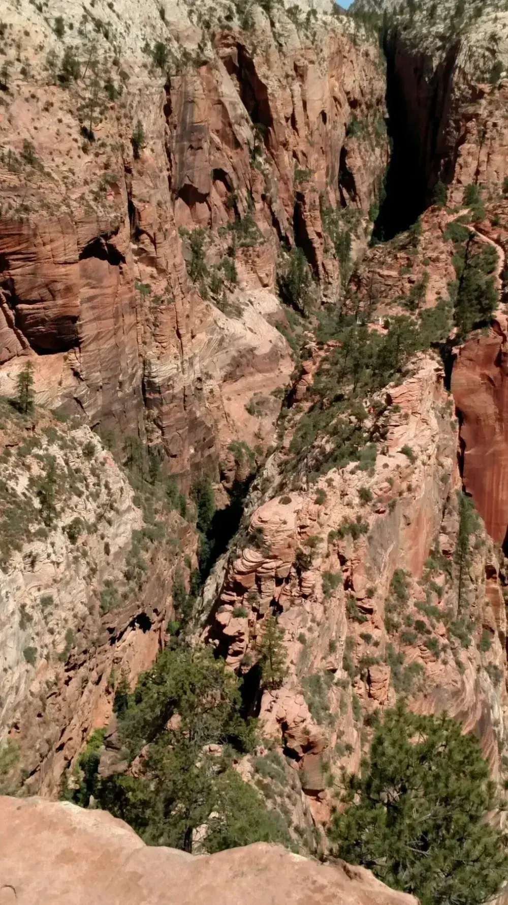 Steep sandstone canyon with evergreen trees