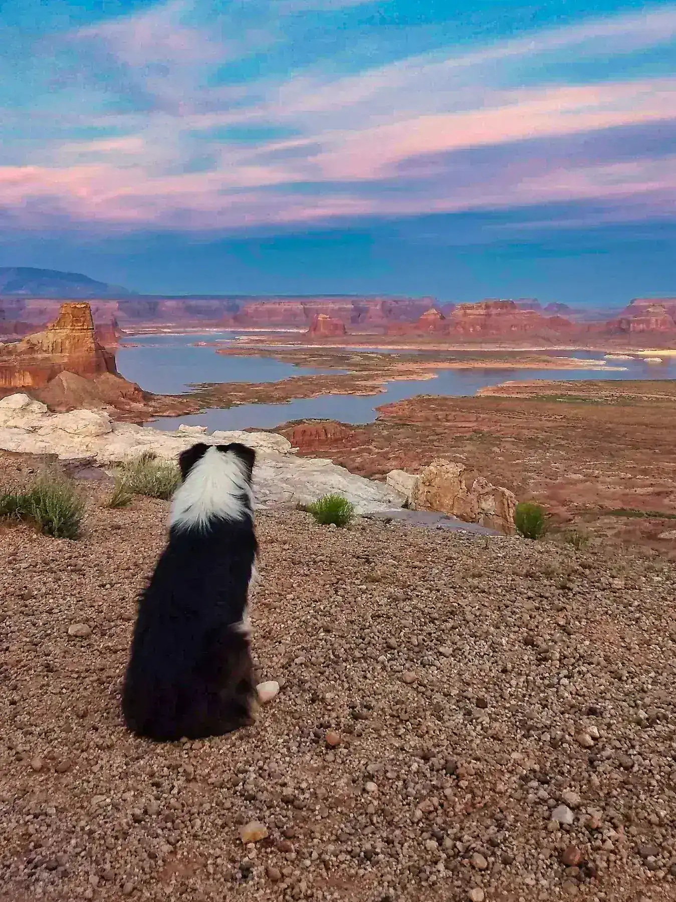 Dog on a rocky overlook above a reservoir and red desert mesas