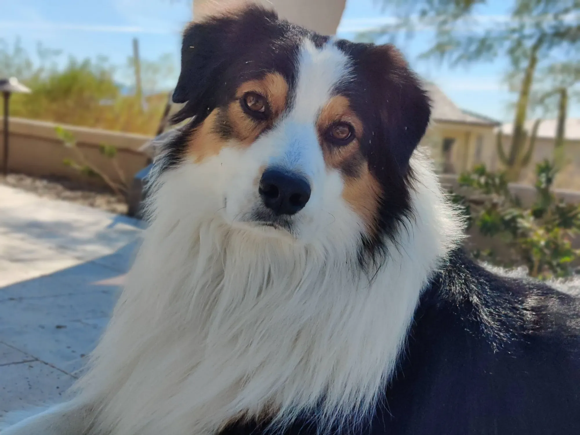 Black, white, and tan dog looking at the camera