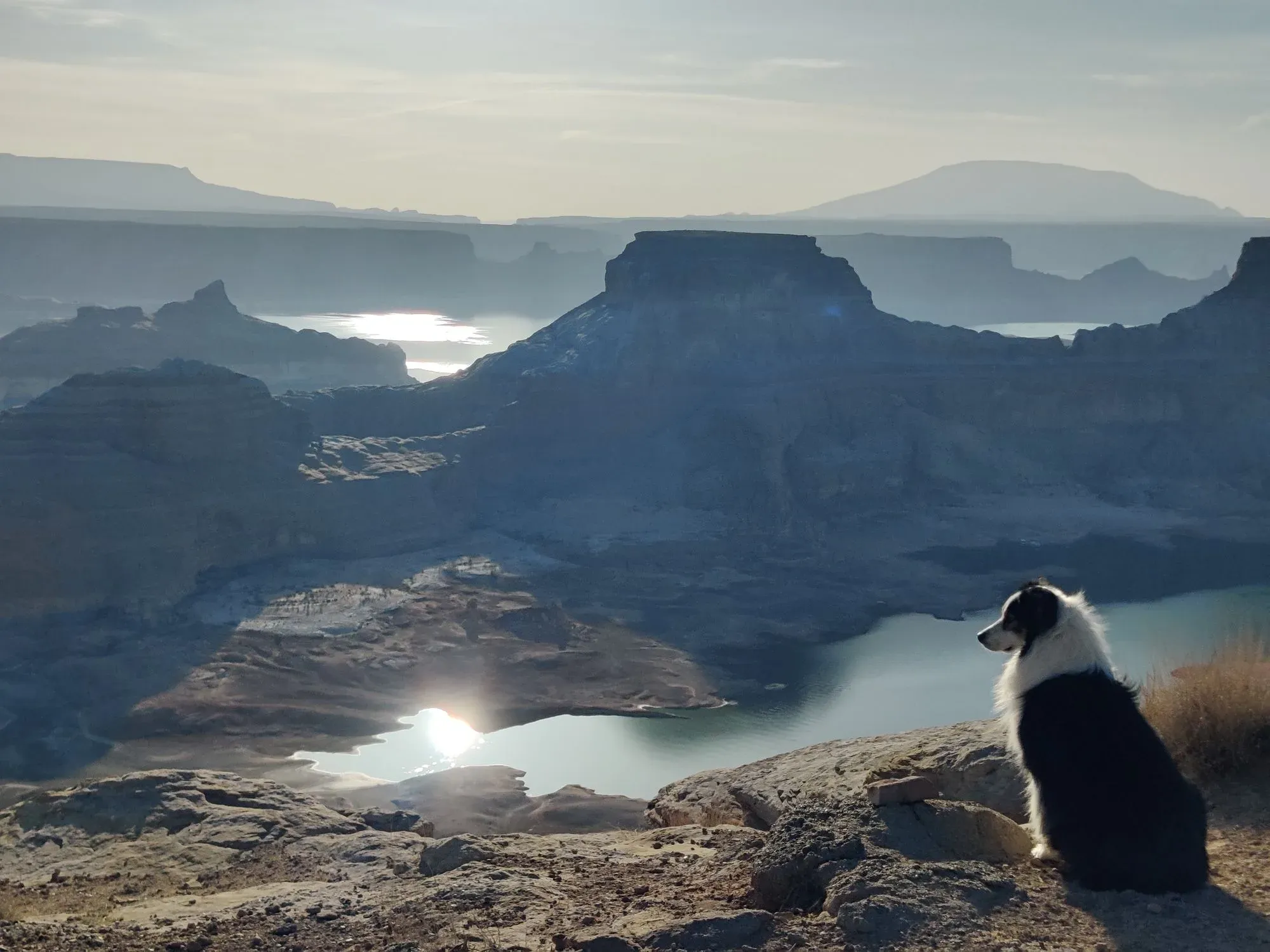 Black-and-white dog above a turquoise lake and mountains