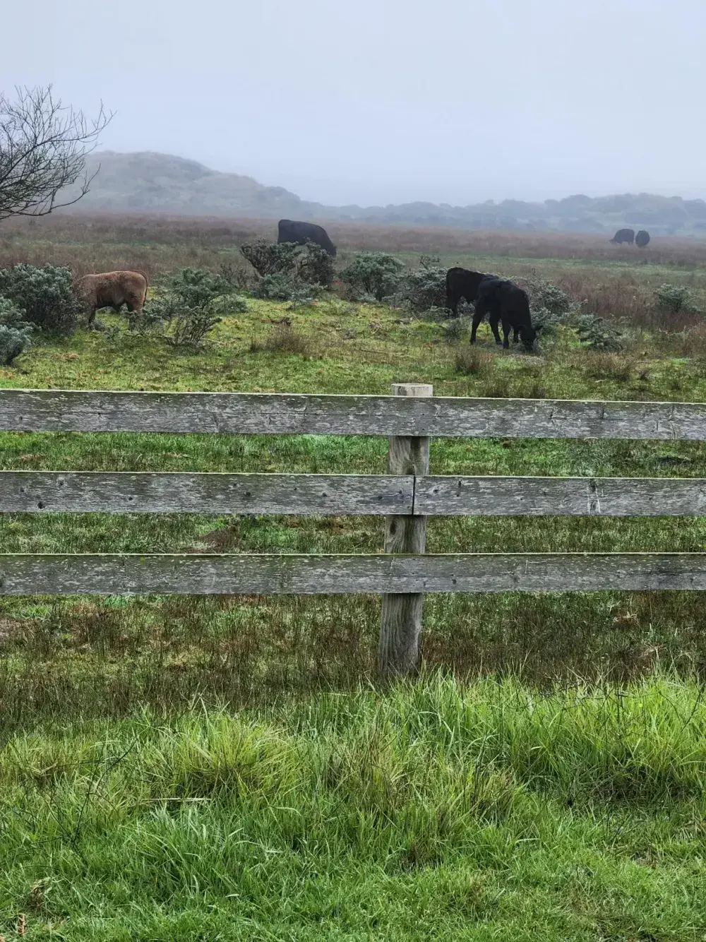 Five cattle grazing behind a weathered fence in fog
