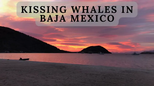 Experience the Magic of Baja Mexico | Tour the Breeding Grounds and Kiss a Whale